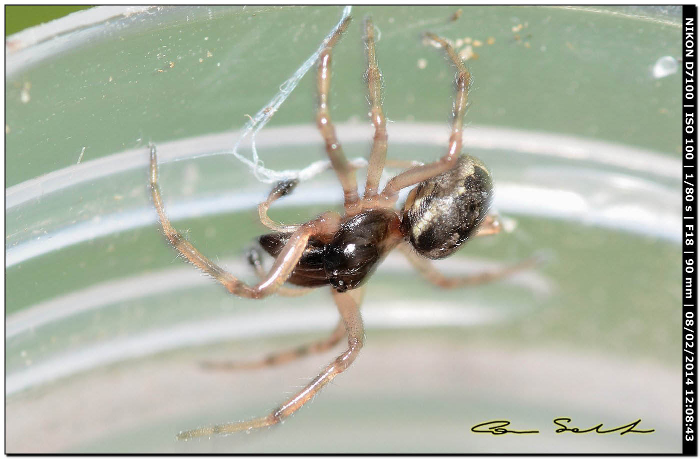 Maschio di Enoplognatha cfr mandibularis - Alghero (SS)